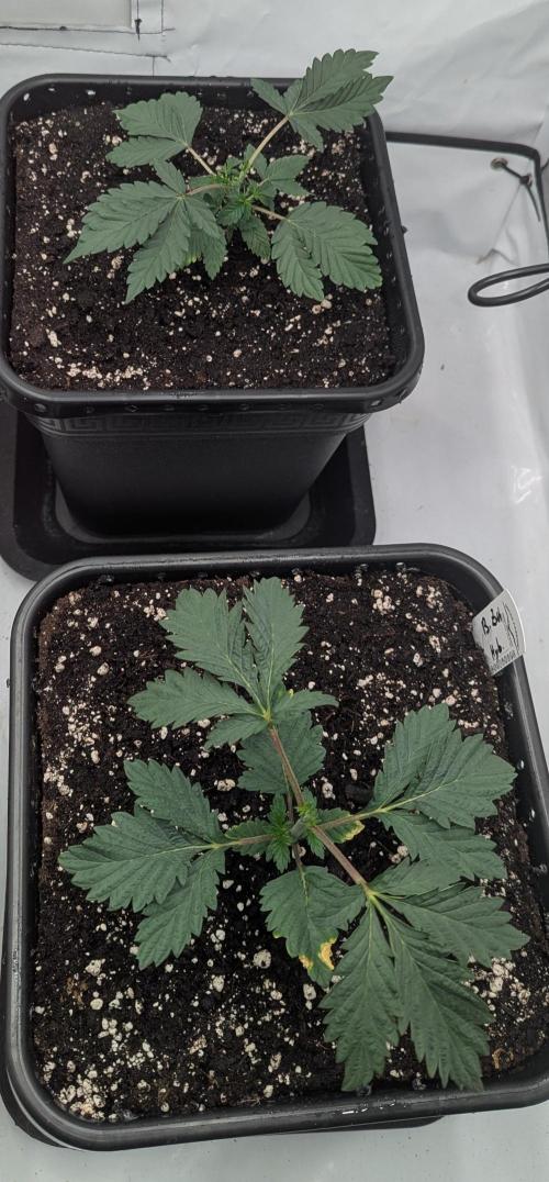 F032 The Blue Zushi Hybrid (Test Strain). Week 2 - Anfang Woche 2