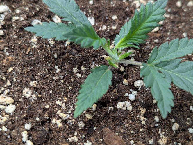 CBD Mazar. Week 2