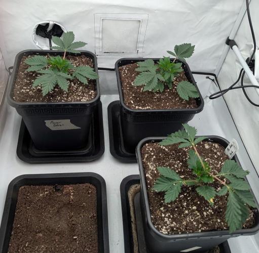 F032 The Blue Zushi Hybrid (Test Strain). Week 2 - Mitte Woche 2