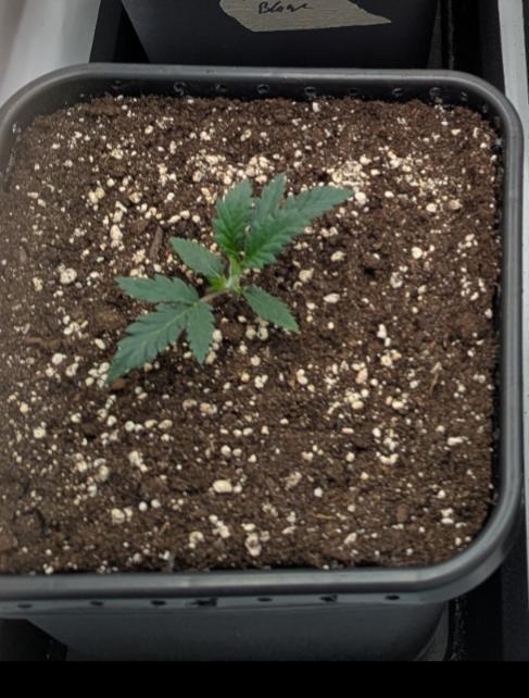 CBD Mazar. Week 2