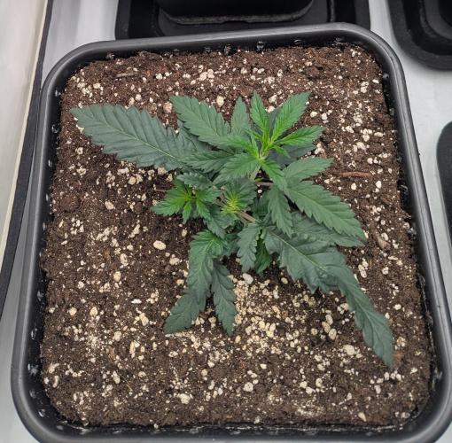 CBD Mazar. Week 2
