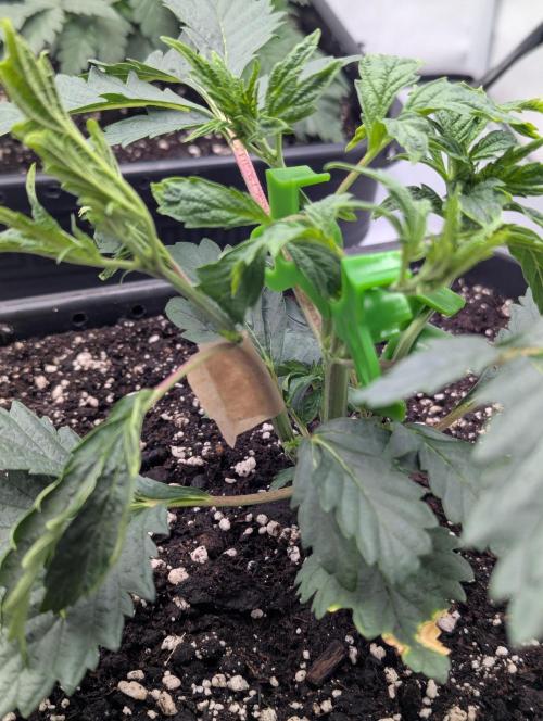 F032 The Blue Zushi Hybrid (Test Strain). Week 2 - Ende Woche 2 
Lst Detailbild 