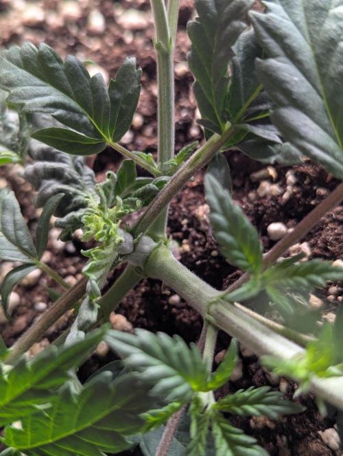 CBD Mazar. Week 3 - Anfang Woche 3
Pflanze vor Toppen