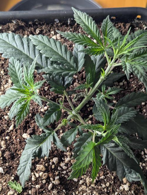 CBD Mazar. Week 3 - Anfang Woche 3 
Pflanze nach toppen