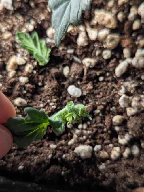 CBD Mazar. Week 3 - Kopf der Pflanze der nicht mehr weiter gewachsen ist