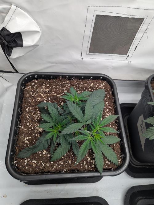 CBD Mazar. Week 3 - Anfang Woche 3