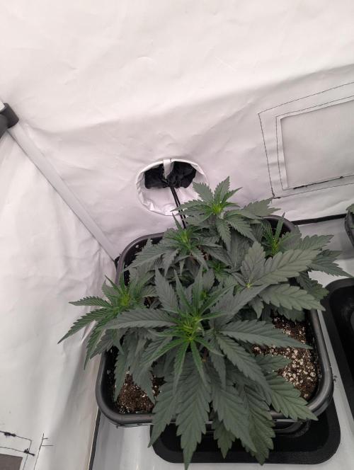 F032 The Blue Zushi Hybrid (Test Strain). Week 3 - Anfang Woche 3