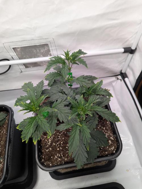 F032 The Blue Zushi Hybrid (Test Strain). Week 3 - Anfang Woche 3