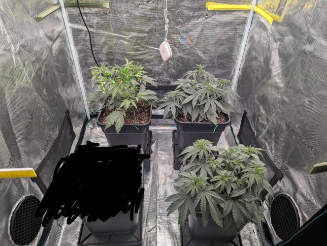 F032 The Blue Zushi Hybrid (Test Strain). Week 3 - Ende Woche 3