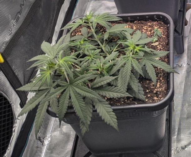 CBD Mazar. Week 3 - Ende Woche 3
