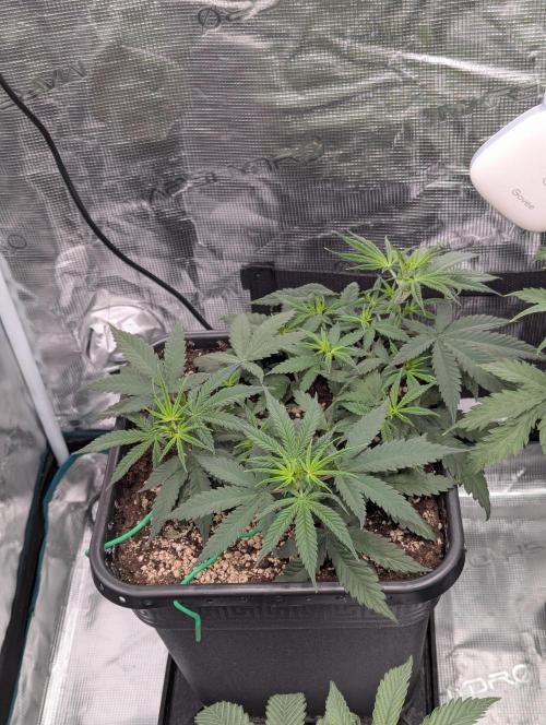 CBD Mazar. Week 4 - Anfang Woche 4