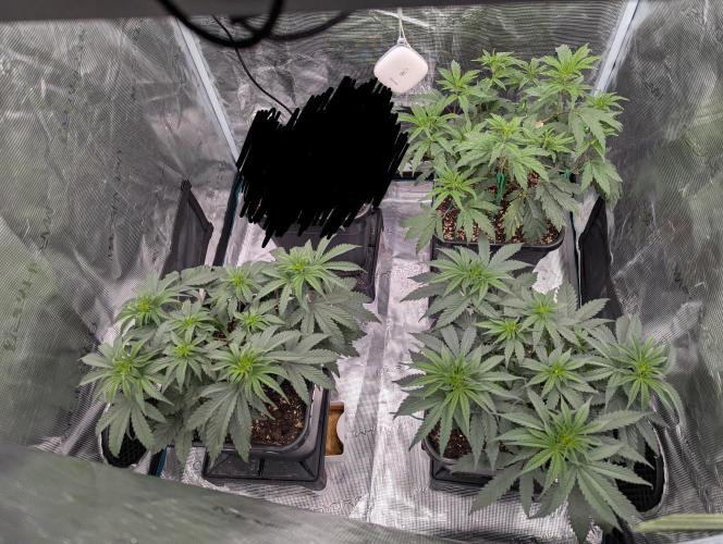 F032 The Blue Zushi Hybrid (Test Strain). Week 4 - Anfang 4