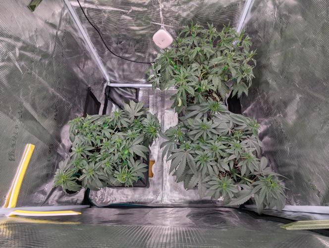 F032 The Blue Zushi Hybrid (Test Strain). Week 4 - Ende Woche 4