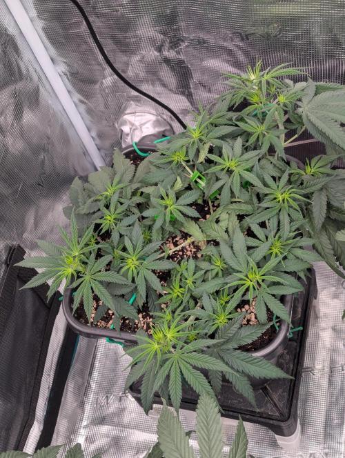 CBD Mazar. Week 4 - Ende Woche 4