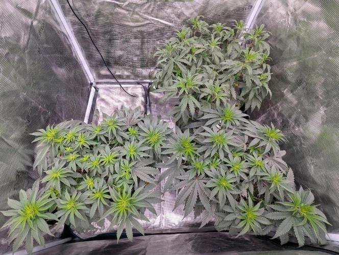 F032 The Blue Zushi Hybrid (Test Strain). Week 5 - Anfang Woche 5
