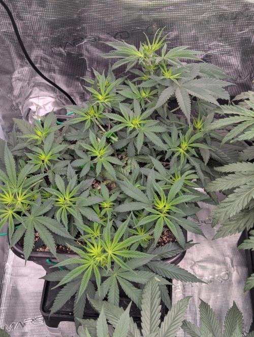 CBD Mazar. Week 5 - Anfang Woche 5