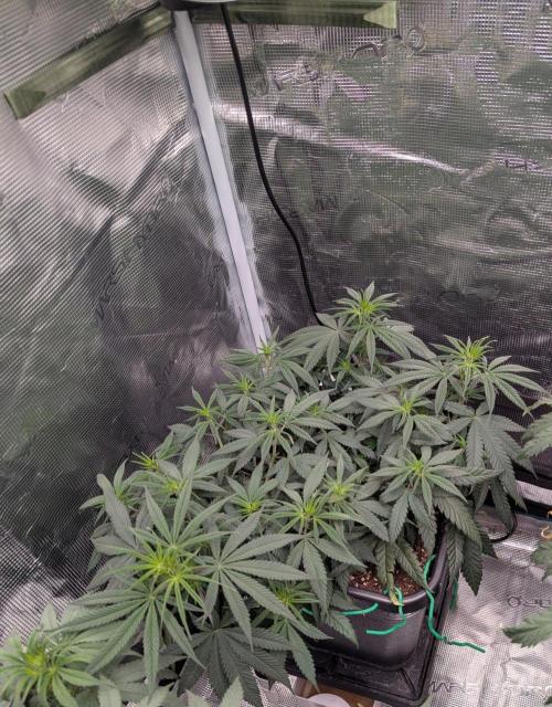 CBD Mazar. Week 5