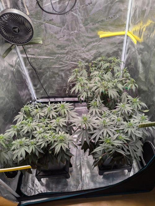 GT 100x100x180. Week 5