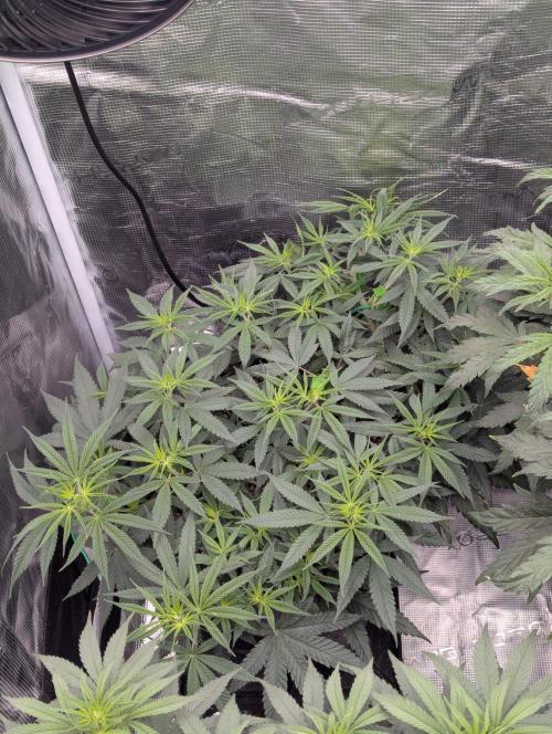 CBD Mazar. Week 6