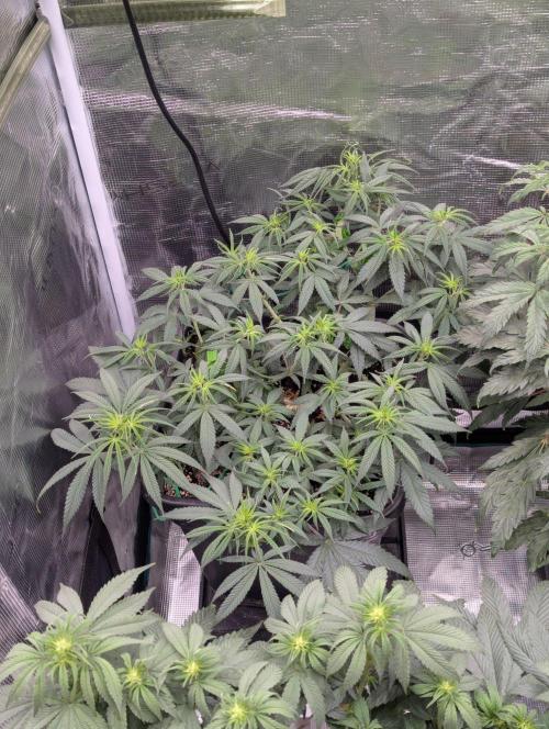 CBD Mazar. Week 6