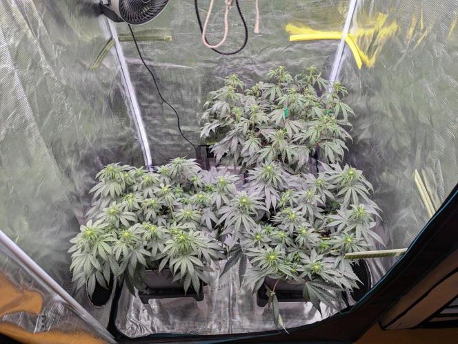 GT 100x100x180. Week 6