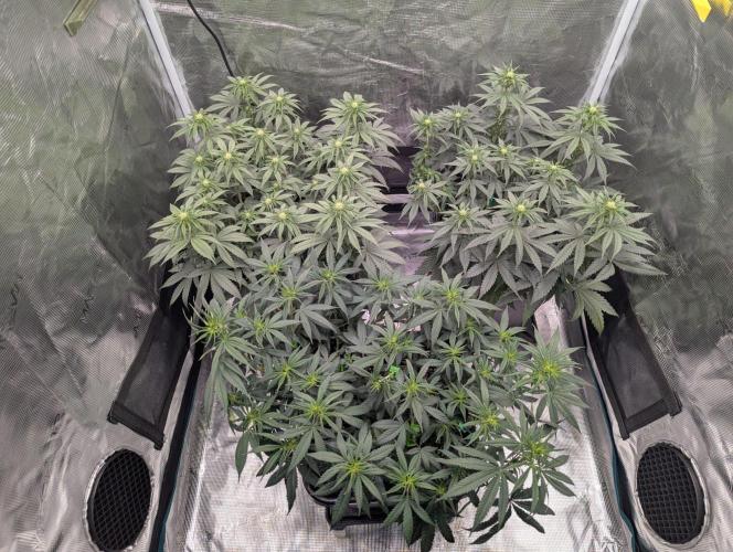 F032 The Blue Zushi Hybrid (Test Strain). Week 6 - Ende Woche 6
