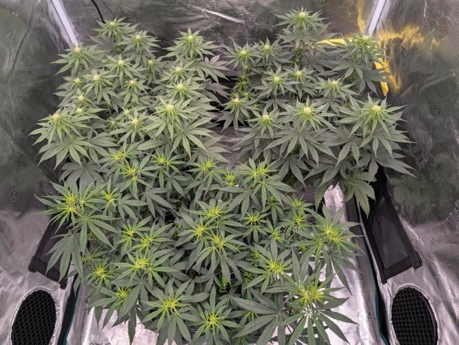CBD Mazar. Week 7