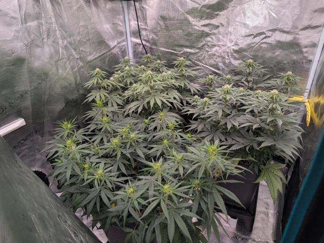 CBD Mazar. Week 7