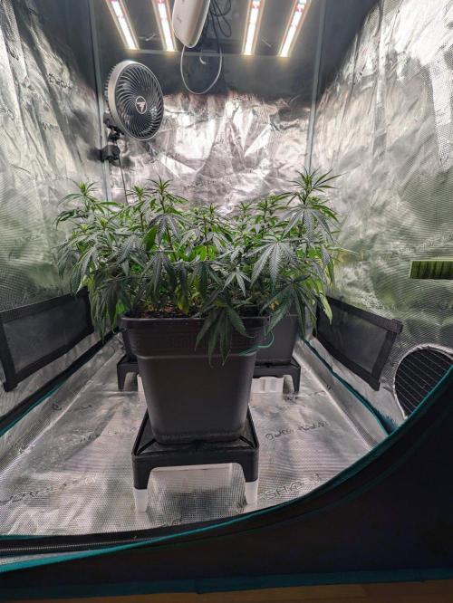 CBD Mazar. Week 7 - Mitte Woche 7 vor lolipoppen 