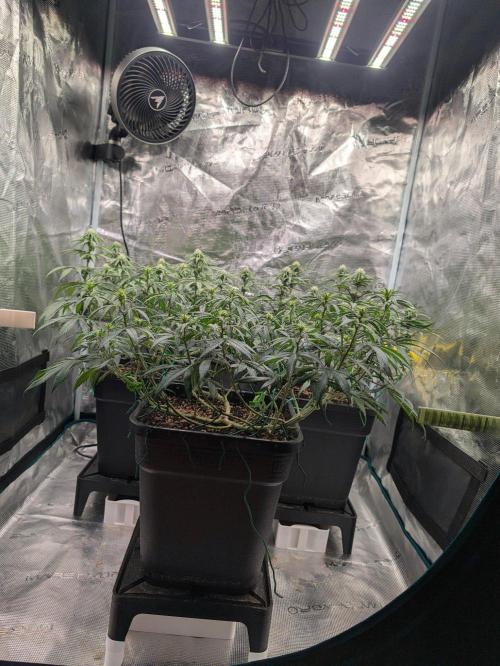 CBD Mazar. Week 7 - Mitte Woche 7 nach lolipoppen 
