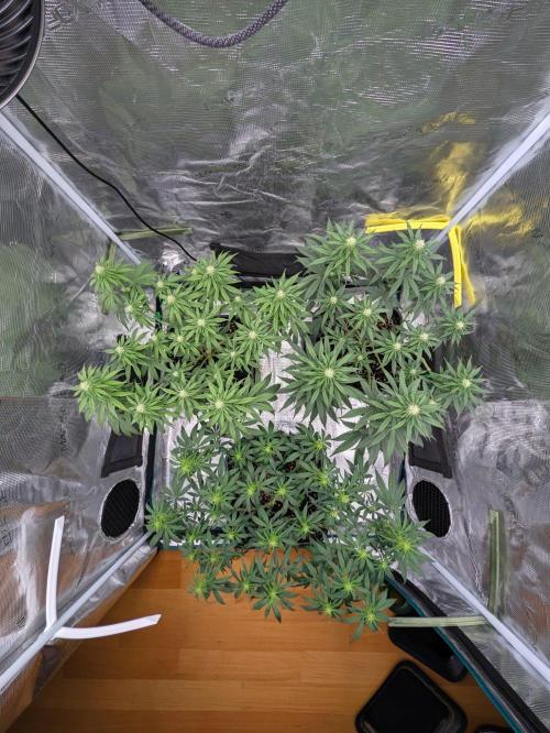 CBD Mazar. Week 7 - Mitte Woche 7 nach Lolipoppen 