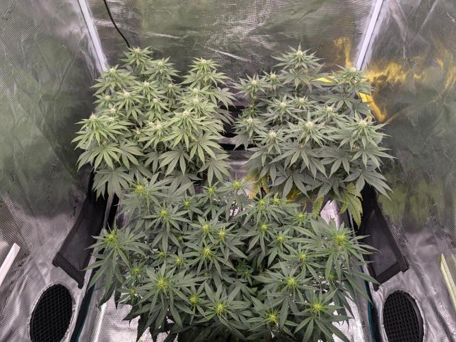 F032 The Blue Zushi Hybrid (Test Strain). Week 7 - Mitte Woche 7 vor lolipoppen 