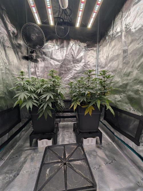 F032 The Blue Zushi Hybrid (Test Strain). Week 7 - Mitte Woche 7 vor lolipoppen 