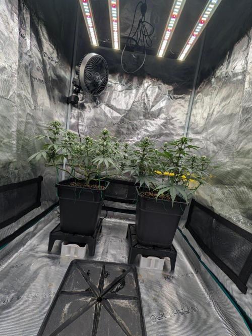 F032 The Blue Zushi Hybrid (Test Strain). Week 7 - Mitte Woche 7 nach lolipoppen 