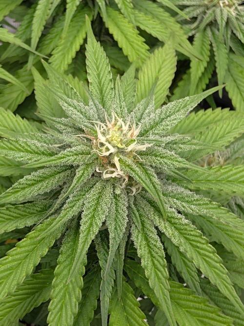 F032 The Blue Zushi Hybrid (Test Strain). Week 8 - Anfang Woche 8