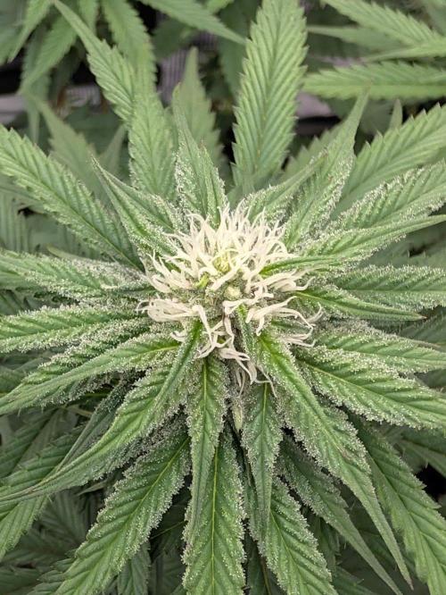 F032 The Blue Zushi Hybrid (Test Strain). Week 8 - Anfang Woche 8