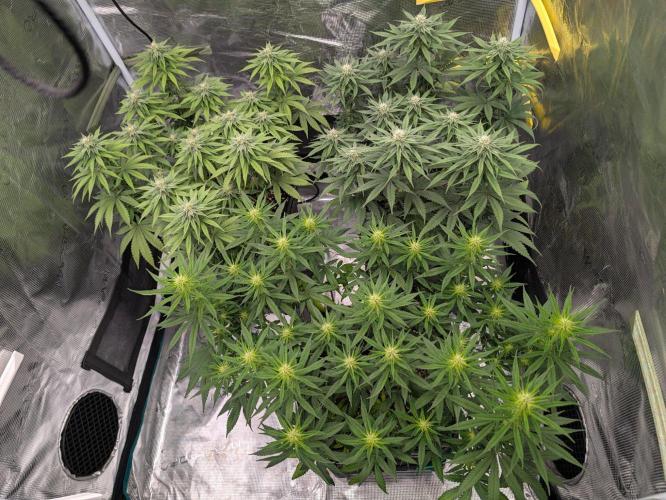 CBD Mazar. Week 8