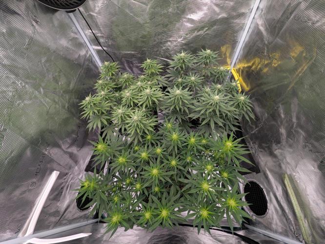 CBD Mazar. Week 8 - Mitte Woche 8