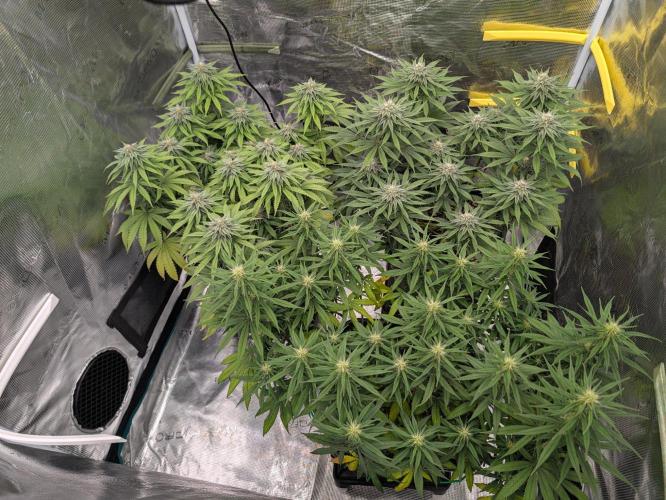 CBD Mazar. Week 8 - Ende Woche 8
