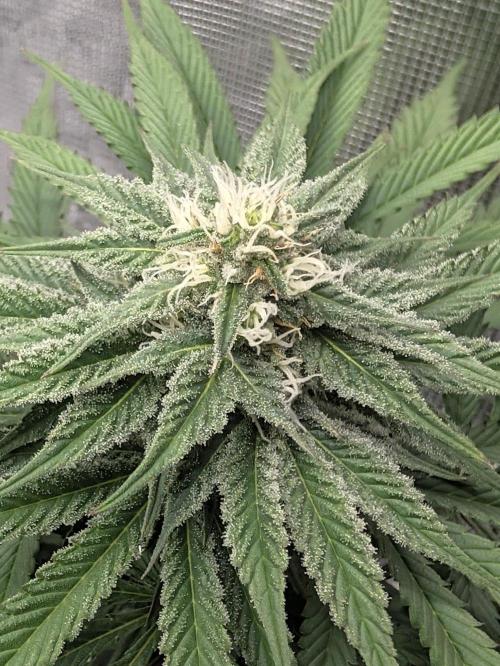 F032 The Blue Zushi Hybrid (Test Strain). Week 8 - Ende Woche 8