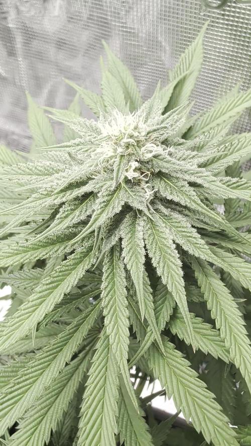 F032 The Blue Zushi Hybrid (Test Strain)