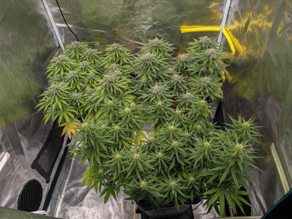 F032 The Blue Zushi Hybrid (Test Strain). Week 9 - Anfang Woche 9
