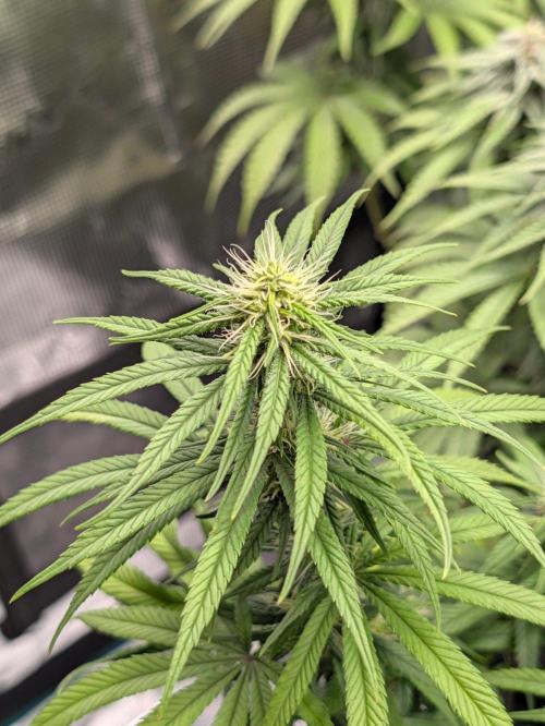 CBD Mazar. Week 9