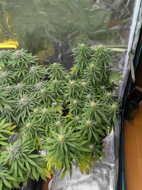 CBD Mazar. Week 9