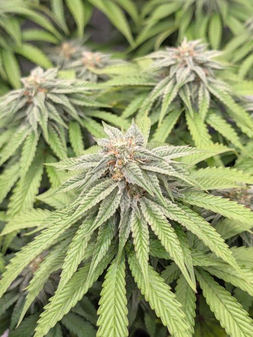 F032 The Blue Zushi Hybrid (Test Strain). Week 9 - Mitte Woche 9
