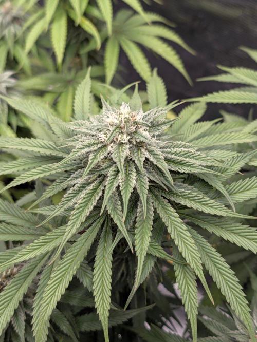 F032 The Blue Zushi Hybrid (Test Strain). Week 9 - Mitte Woche 9