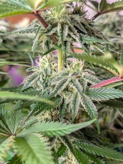F032 The Blue Zushi Hybrid (Test Strain). Week 9 - Mitte Woche 9