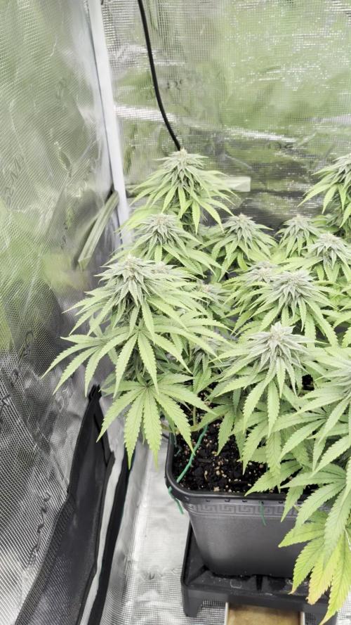 F032 The Blue Zushi Hybrid (Test Strain)