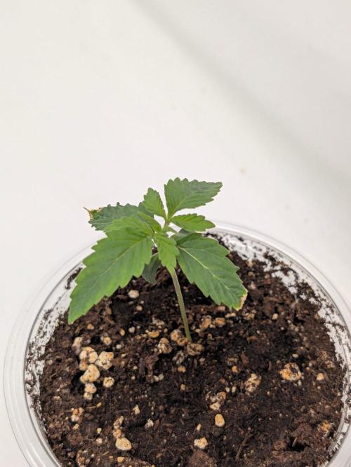 F025 White Sweet Candy OG One. Week 0 - Ende Woche 1