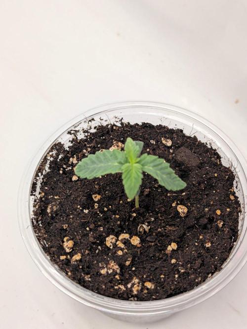 GT 100x100x180. Week 0